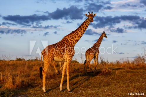 Picture of Giraffes with morning clouds in the Masai Mara National Reserve in Kenya